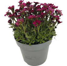 Blütenpolster Saxifraga im Topf
