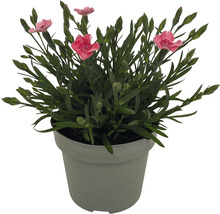 Nelke im Topf mit rosa Blüten