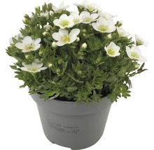 Blütenpolster im Topf mit weißen Blüten