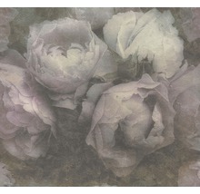 Nahaufnahme von Rosenblüten