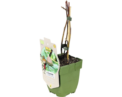 Echter Feigenbaum im Topf