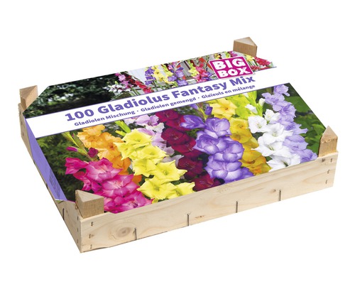 Holzkiste mit 100 Gladiolen Fantasy Mix Blumenzwiebeln