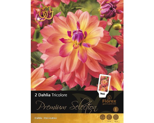 Blumenzwiebel Premium Dahlie 'Tricolore' 2 Stk.