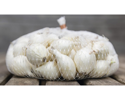 Netz mit Zwiebeln zum Pflanzen