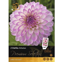 Dahlie Arbatax mit dekorativen Blüten