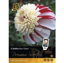 Blumenzwiebel Premium Dahlie 'Bon Odori' 2 Stk.-thumb-0