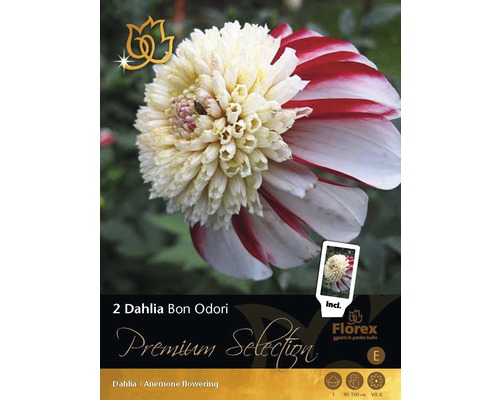 Blumenzwiebel Premium Dahlie 'Bon Odori' 2 Stk.-0
