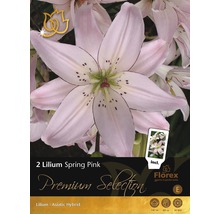 Lilium Spring Pink Blumenzwiebelpackung mit Blüte