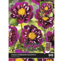 Packung Dahlien Impression Fantastico Blumenzwiebeln