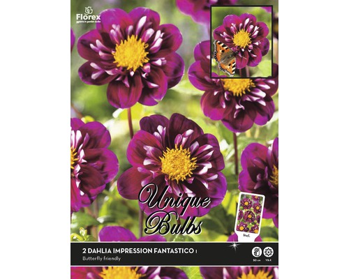 Blumenzwiebel Unique Dahlie 'Fantastico' 2 Stk.