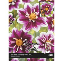 Packung mit zwei Dahlien Impression Fabula I Blumenzwiebeln