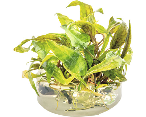 Aquariumpflanze im Glasgefäß