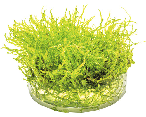 Aquarienpflanze in Glasschale