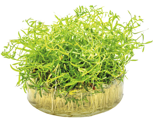 Wasserpflanze in Glasschale mit Wurzeln