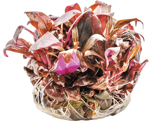 Wasserpflanze mit roten Blättern