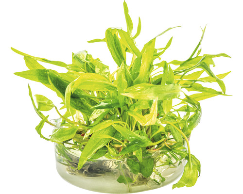 Aquarienpflanze in Glasschale