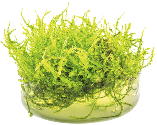 Aquarienmoos im Behälter