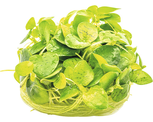 Aquarienpflanze auf einem Nährboden