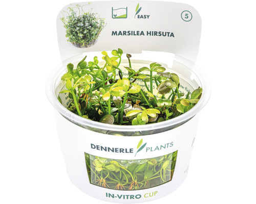 Marsilea hirsuta Aquarienpflanze im In-vitro-Becher Marsilea hirsuta Aquarienpflanze im In-vitro-Becher