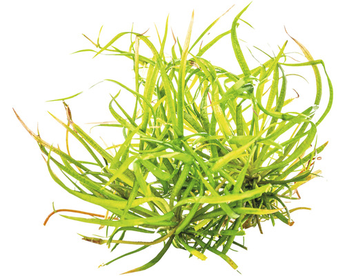 Aquarienpflanze mit langen, grünen Blättern