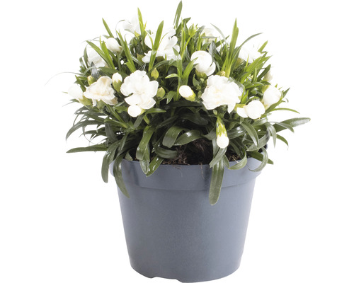 Weiße Nelke im Topf