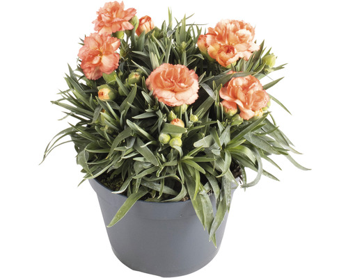 Nelken im Topf mit Blüten