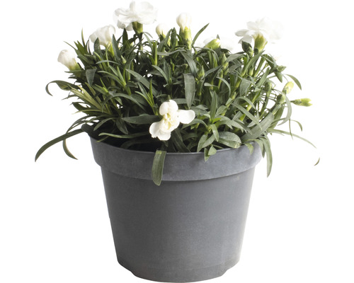 Weiße Nelken im Topf