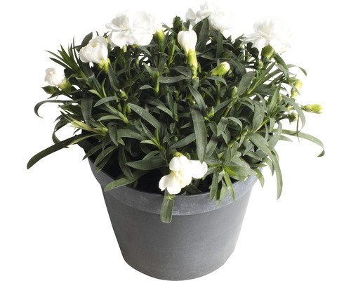 Weiße Nelke im Topf