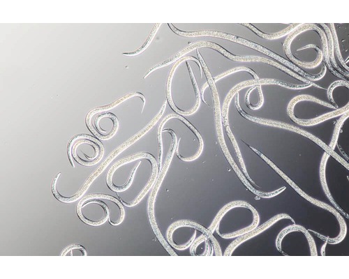 Nahaufnahme von Nematoden zur biologischen Schädlingsbekämpfung
