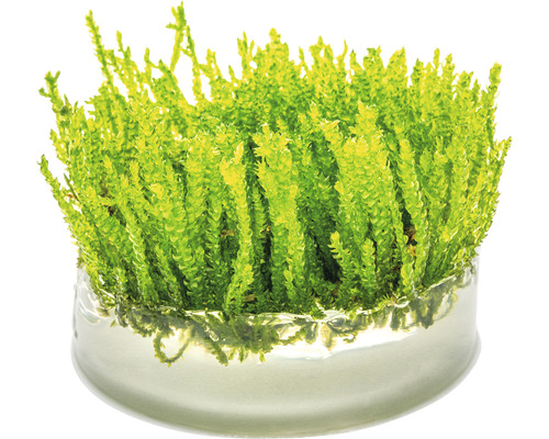 Moosfarn in Glasschale