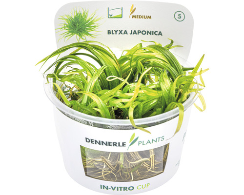 Blyxa Japonica Aquariumpflanze im In-vitro-Becher
