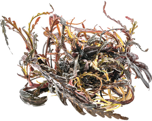 Wasserpflanze mit gewellten Blättern für Aquarien