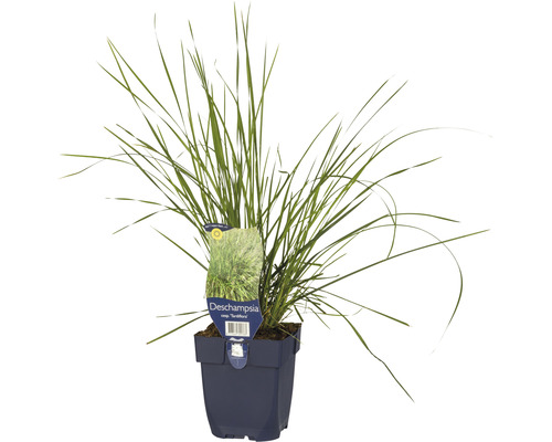 Rasen Schmiele FloraSelf Deschampsia cespitosa 'Tardiflora' H 5-30 cm Co 0,5 L Rasenschmiele im Topf