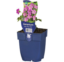Storchschnabel FloraSelf Geranium oxonianum 'Rose Clair' H 5-15 cm Co 0,5 L