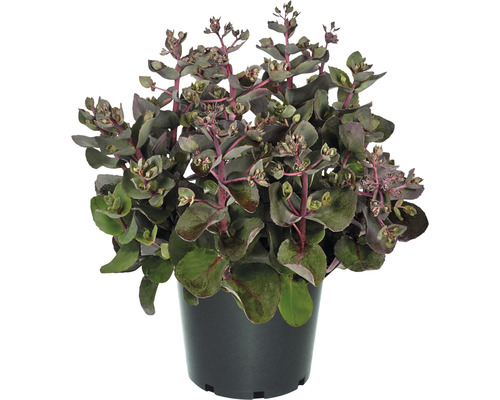 Pracht-Fetthenne Sedum telephium 'Seduction Cherry Chocolate' H 5-20 cm Co 0,5 L Fetthenne im Topf