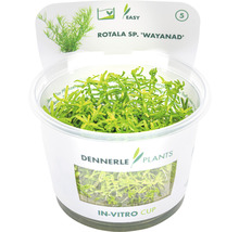 Dennerle Plants Rotala sp. Wayanad Wasserpflanze im In-vitro-Becher