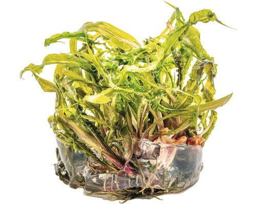 Aquarium Pflanze mit gewellten Blättern in transparentem Behälter.