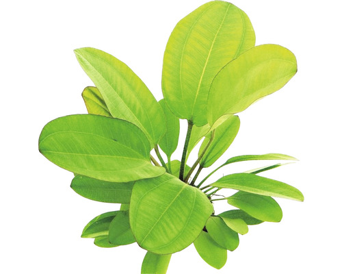 Aquariumpflanze mit breiten, grünen Blättern