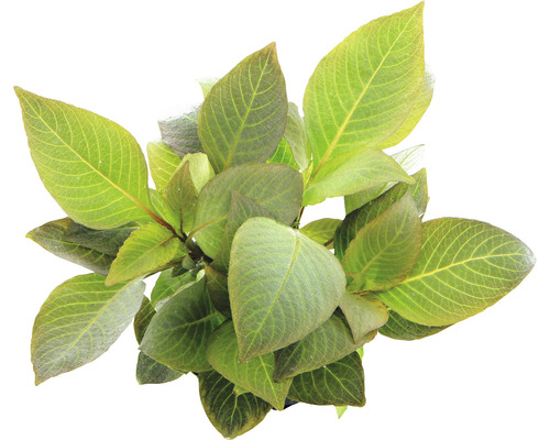 Hortensie Pflanze mit grünen Blättern