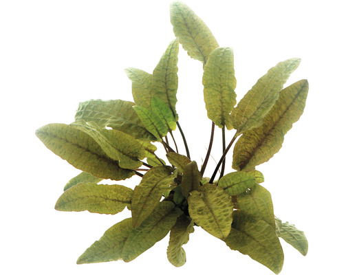 Javafarn Pflanze für Aquarien