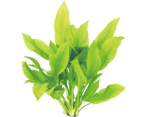 Aquariumpflanze mit langen, spitz zulaufenden Blättern