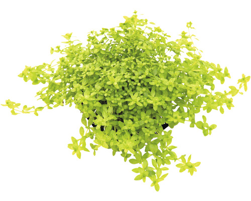 Topansicht einer Bacopa-Monnieri-Pflanze