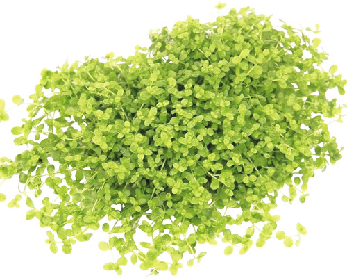 Zwerg-Nadelsimse, eine Aquariumpflanze