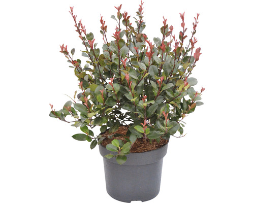 Zwerg-Glanzmispel FloraSelf Photinia fraseri 'Little Red Robin' H 40-60 cm Co 6 L