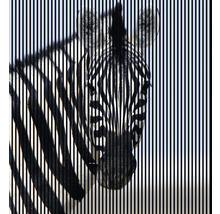 Illustration eines Zebras mit Streifenmuster