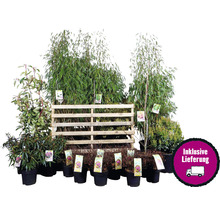 Pflanzenset Asia Garten FloraSelf ca. 30 m² Beet 21 Pflanzen inkl. 5 Kg Hofdünger organischer Dünger
