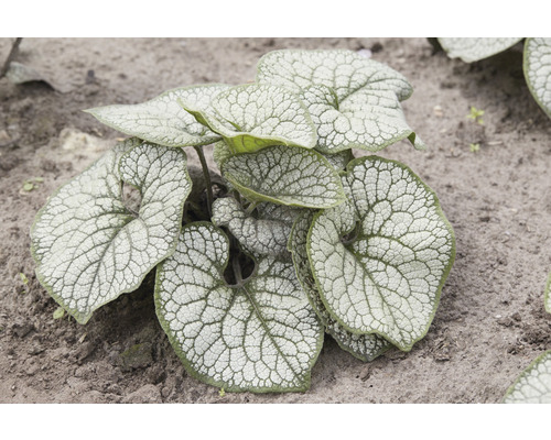 Kaukasus-Vergißmeinnicht Brunnera macrophylla ‚Silver Heart‘ H 10-30 cm Co 0,5 L Brunnera Macrophylla Gartenpflanze mit herzförmigen Blättern