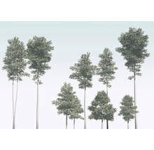 Fototapete Vlies R4-040 Pines 4-tlg. 400 x 280 cm