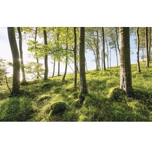 Fototapete Vlies SHX9-102 Buchenspektakel 9-tlg. 450 x 280 cm
