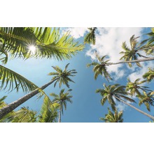 Fototapete Vlies SHX9-107 Coconut Heaven II  9-tlg. 450 x 280 cm